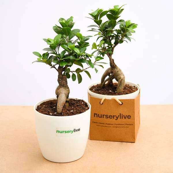 Fabulous Ficus Bonsai - Corporate Gift (set of 30) - Image 4