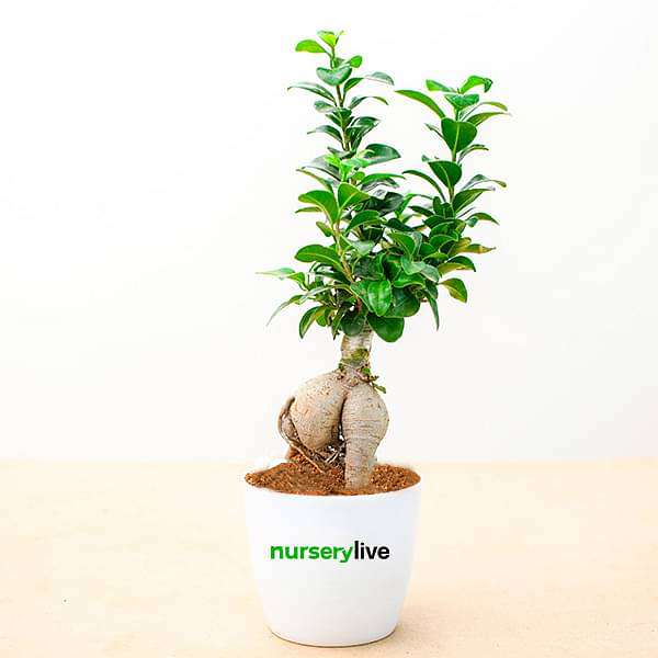 Fabulous Ficus Bonsai - Corporate Gift (set of 30) - Image 5