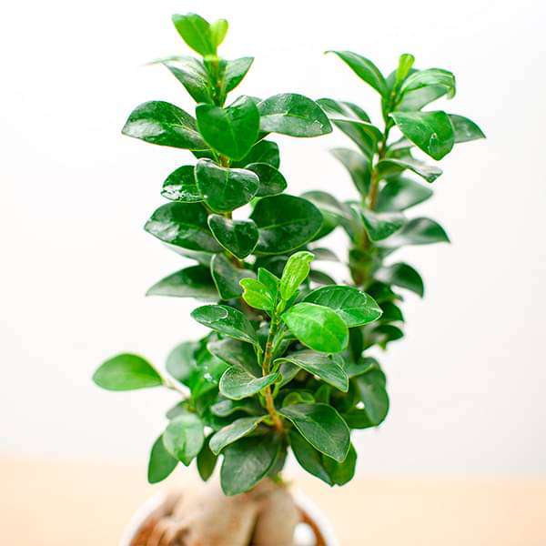 Fabulous Ficus Bonsai - Corporate Gift (set of 30) - Image 6