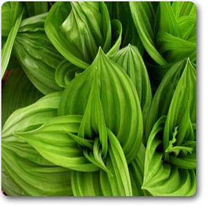 False Hellebore - Plant