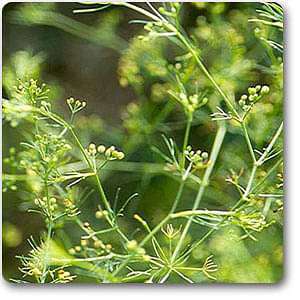 Fangfeng - Plant
