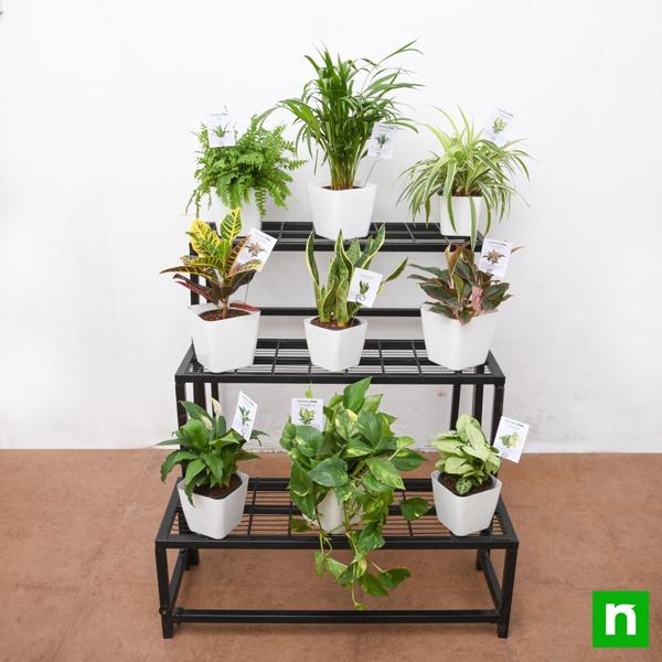 Fascinating indirect light houseplants on 3-tier metal stand - Image 2