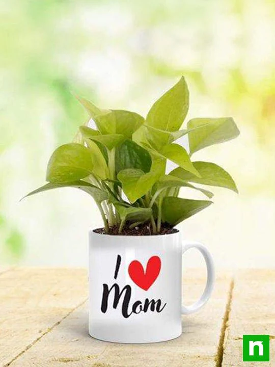 Feng Shui Money Plant in a Mug for Lovely Mother - Image 2
