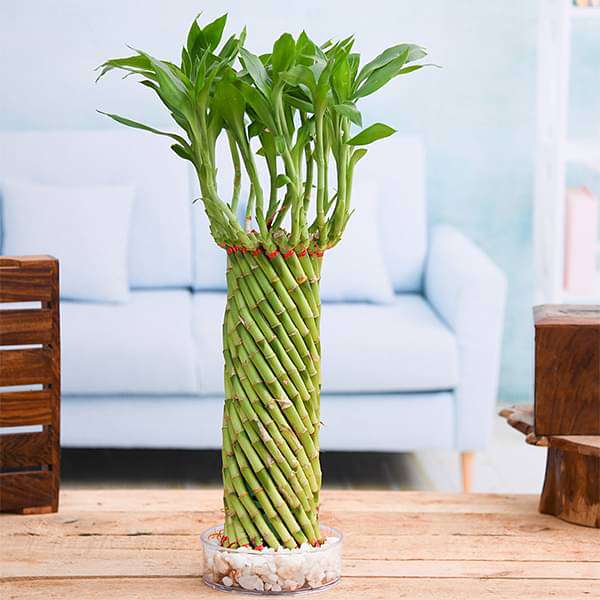 Fengshui Wheel Arrangement Lucky Bamboo in a Bowl with Pebbles