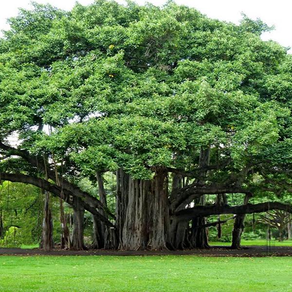 Ficus Benghalensis, Indian Banyan, Vat Vriksha - 0.5 kg Seeds - Image 2