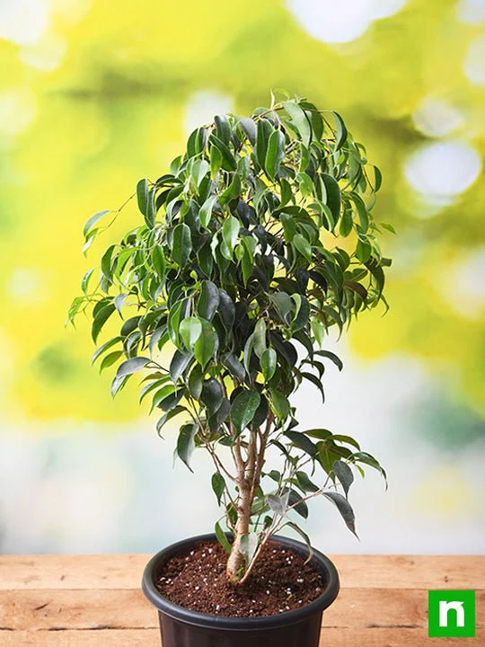 Ficus Benjamina, Weeping Fig - Plant - Image 2