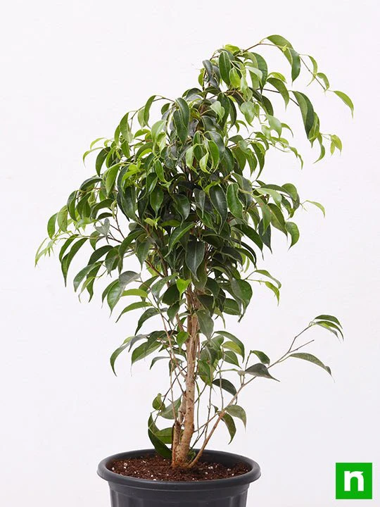 Ficus Benjamina, Weeping Fig - Plant - Image 3