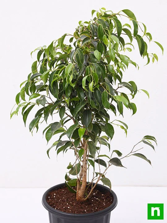 Ficus Benjamina, Weeping Fig - Plant - Image 4