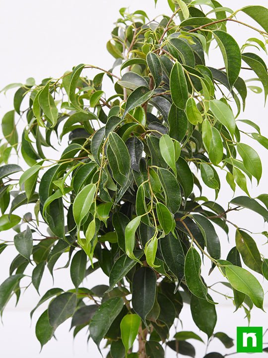 Ficus Benjamina, Weeping Fig - Plant - Image 5