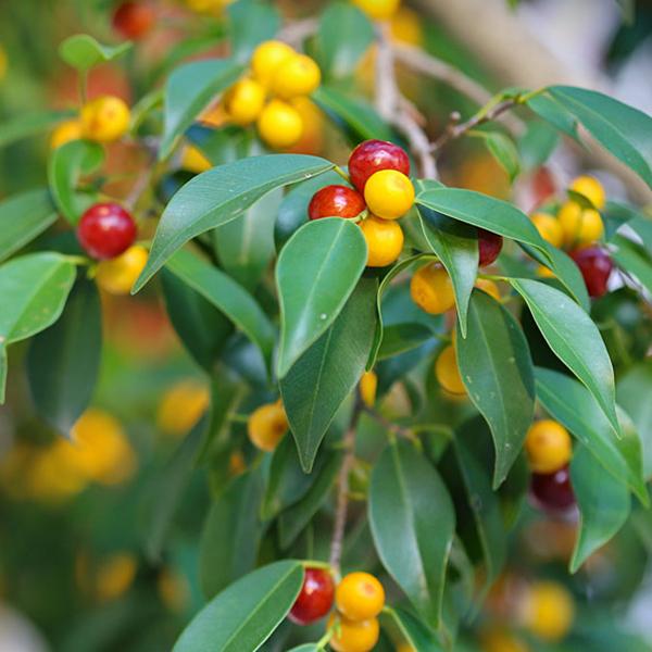 Ficus Benjamina, Weeping Fig - 0.5 kg Seeds - Image 2