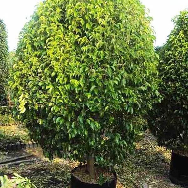 Ficus Benjamina, Weeping Fig - 0.5 kg Seeds - Image 3