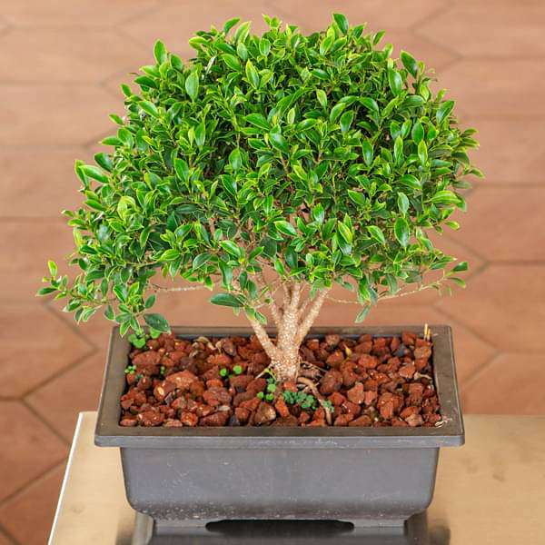 Ficus microcarpa Bonsai- Plant - Image 3