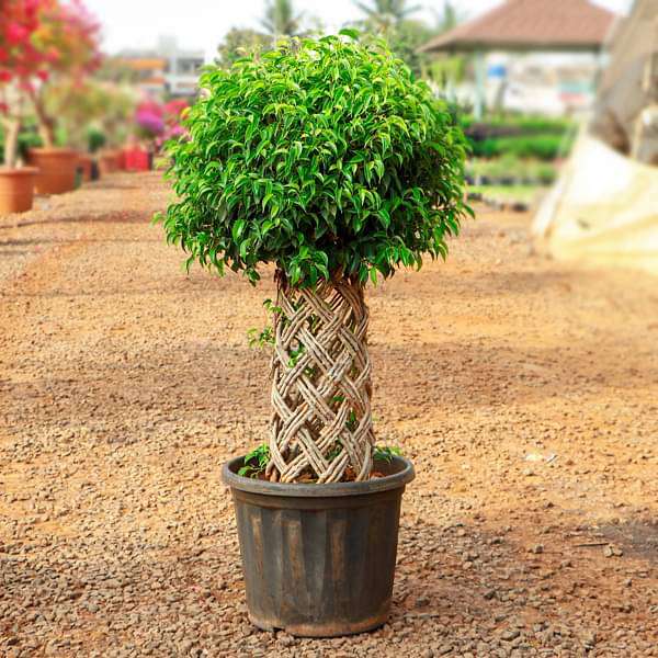 Ficus Bonsai Round Braided Arrangement - Plant - Image 2