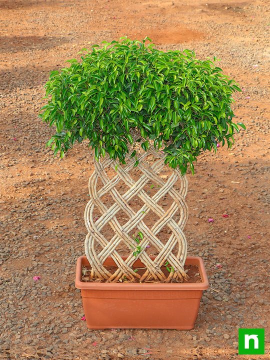 Ficus Bonsai Vertical Braided Arrangement - Plant - Image 3