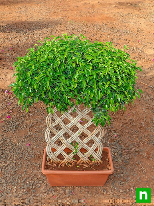 Ficus Bonsai Vertical Braided Arrangement - Plant - Image 4