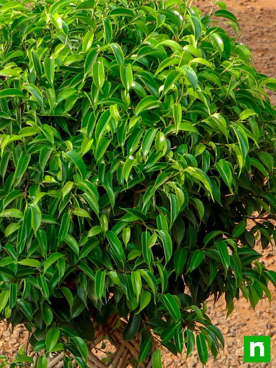 Ficus Bonsai Vertical Braided Arrangement - Plant - Image 5