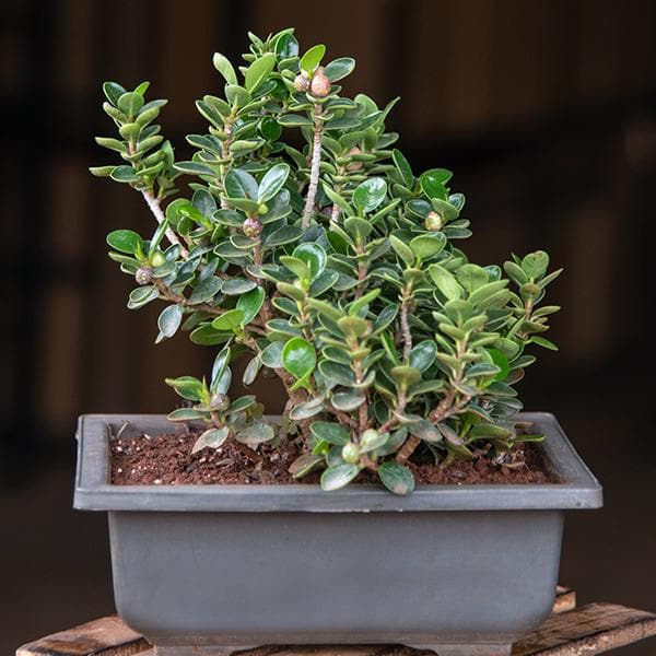 Ficus iceland Bonsai - Plant