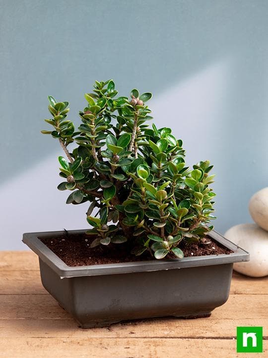 Ficus iceland Bonsai - Plant - Image 3