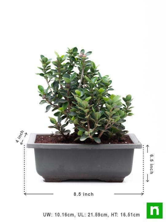 Ficus iceland Bonsai - Plant - Image 4