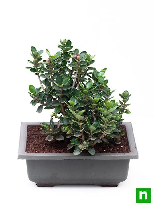 Ficus iceland Bonsai - Plant - Image 5