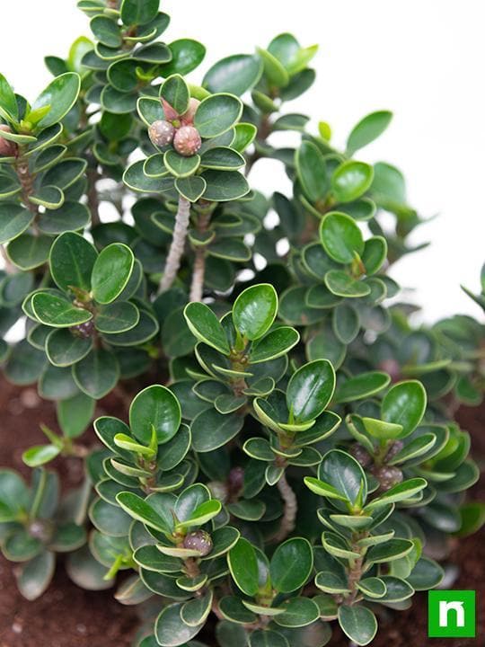 Ficus iceland Bonsai - Plant - Image 6