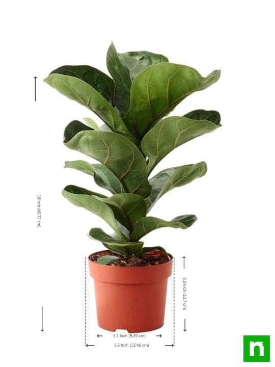 Ficus Lyrata Bambino, Dwarf Fiddle Leaf Fig - Plant - Image 2
