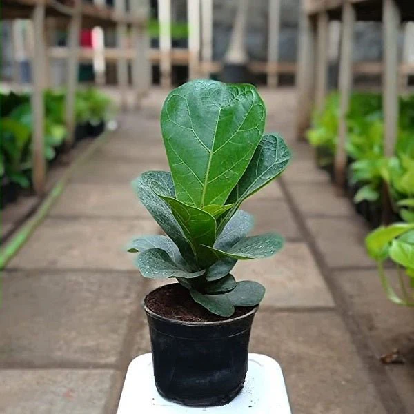 Ficus Lyrata Bambino, Dwarf Fiddle Leaf Fig - Plant - Image 3