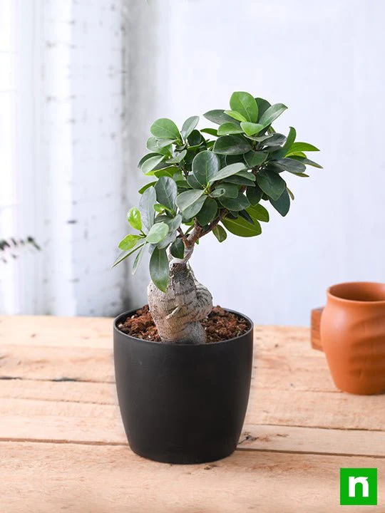 Ficus Bonsai - Plant - Image 2