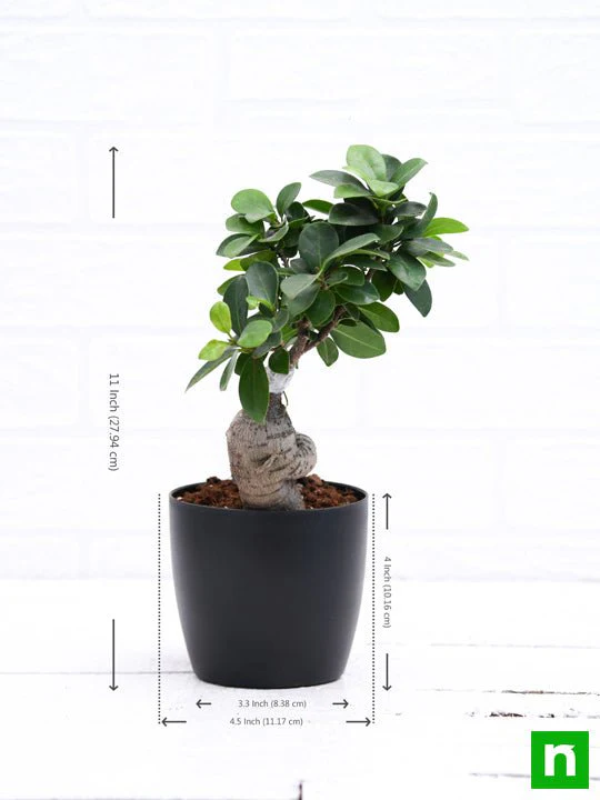 Ficus Bonsai - Plant - Image 3