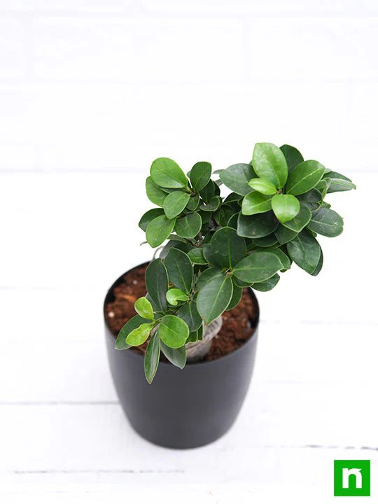 Ficus Bonsai - Plant - Image 4