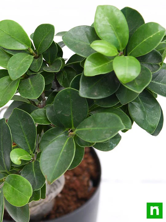 Ficus Bonsai - Plant - Image 5