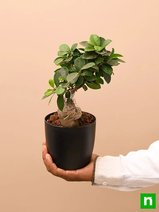 Ficus Bonsai - Plant - Image 6