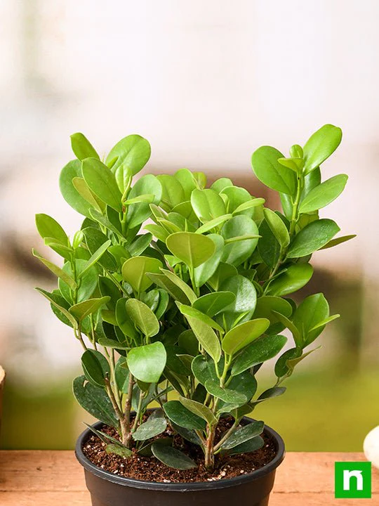 Ficus Moclame, Ficus microcarpa - Plant - Image 2