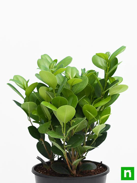 Ficus Moclame, Ficus microcarpa - Plant - Image 3