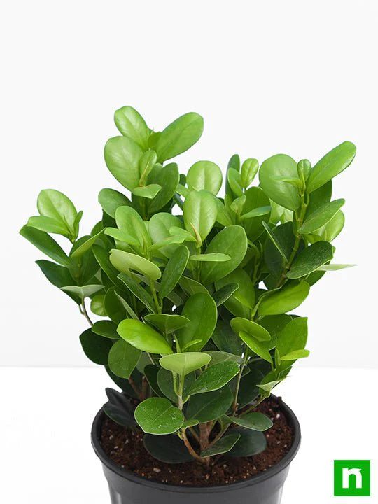 Ficus Moclame, Ficus microcarpa - Plant - Image 4