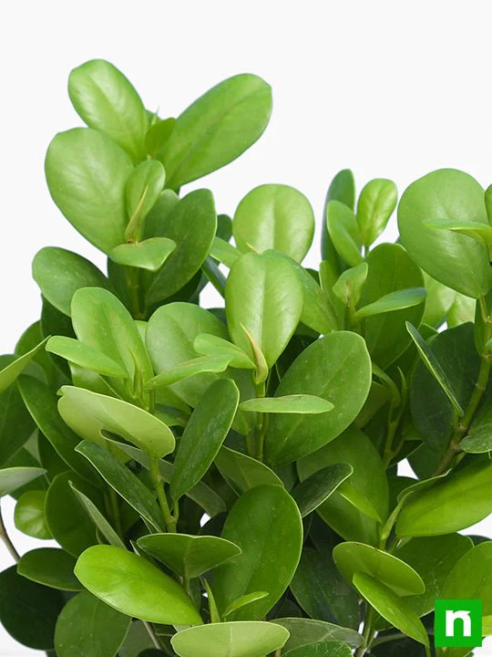Ficus Moclame, Ficus microcarpa - Plant - Image 5
