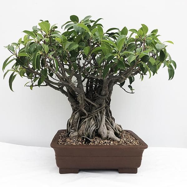 Ficus Multiroots 175 cm - Plant