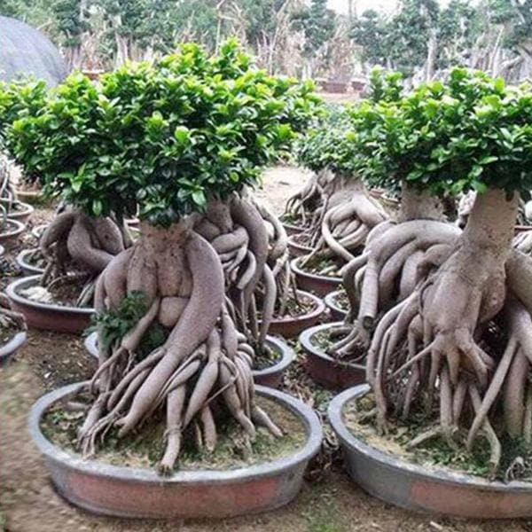 Ficus Multiroots 180-200cm - Plant