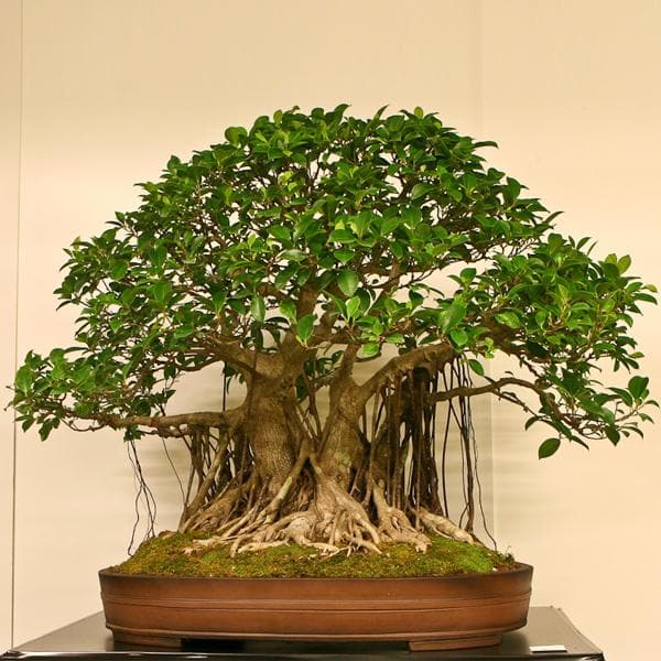 Ficus Multiroots 190cm - Plant