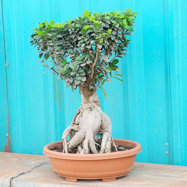 Ficus Panda Bonsai - Plant - Image 2