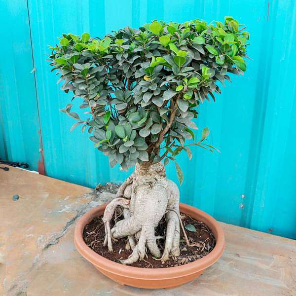 Ficus Panda Bonsai - Plant - Image 3