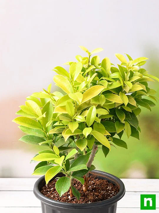 Ficus Panda - Plant - Image 2