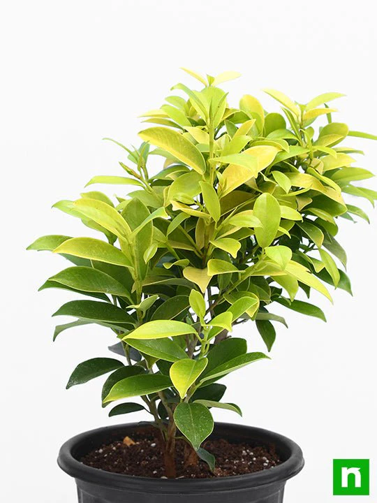 Ficus Panda - Plant - Image 3
