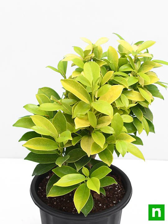 Ficus Panda - Plant - Image 4