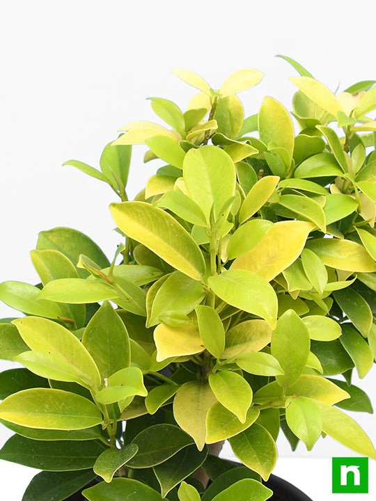 Ficus Panda - Plant - Image 5
