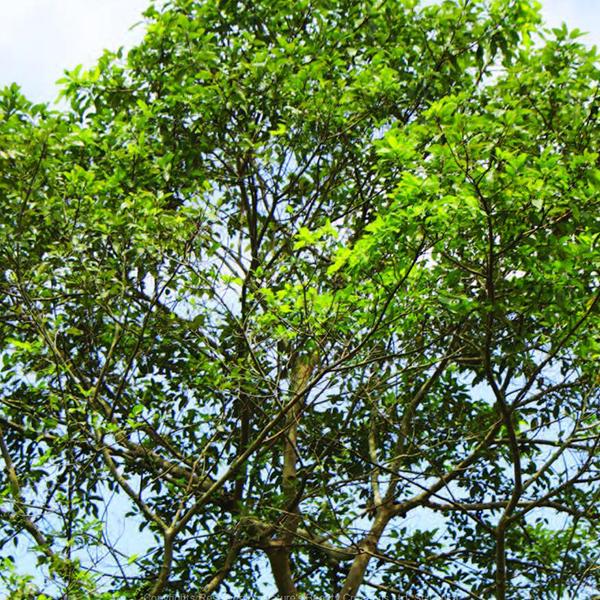 Ficus Racemosa, Gular - 0.5 kg Seeds - Image 2