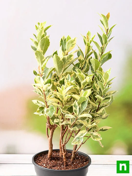Ficus Safari, Ficus benjamina - Plant - Image 2