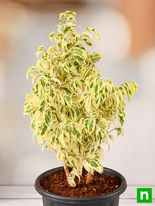 Ficus Starlight, Ficus benjamina - Plant - Image 2