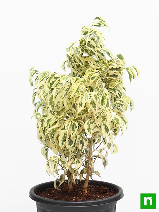 Ficus Starlight, Ficus benjamina - Plant - Image 3