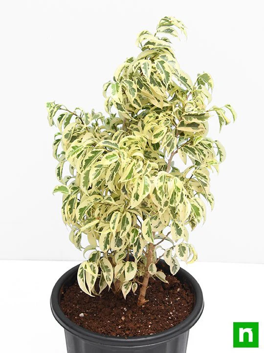 Ficus Starlight, Ficus benjamina - Plant - Image 4